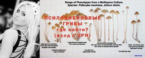 дживик Дмитров